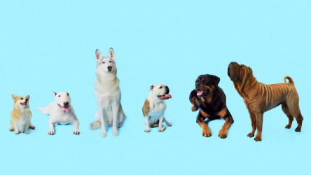 How Dogs Got Their Shapes