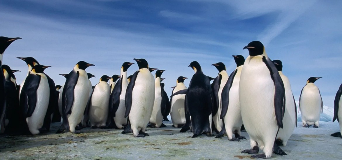 Planet of the Birds © NATIONAL GEOGRAPHIC ALL RIGHTS RESERVED